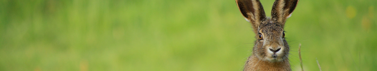 hase.jpg